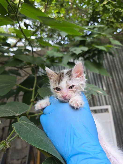 Котята ищут семьи!