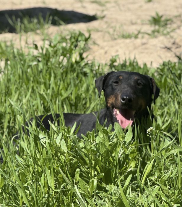 Ягдтерьер сука рабочи