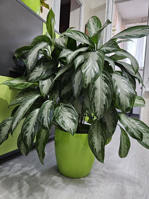 Аглаонема – 6 стъбла, около 90 см височина!

Отглеждана с