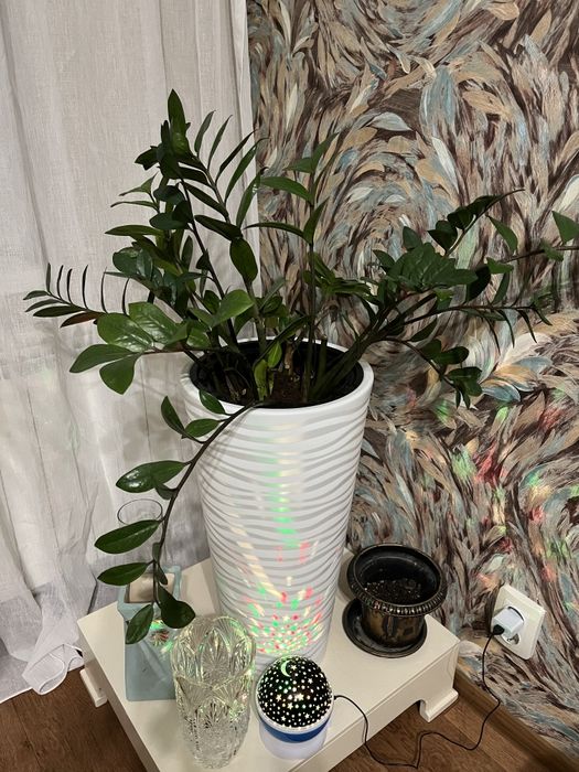 Комнатные цветы для дома и офиса