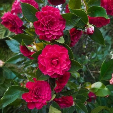 Camelia Japonica
