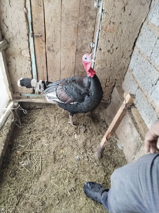 Үндік сатылады..