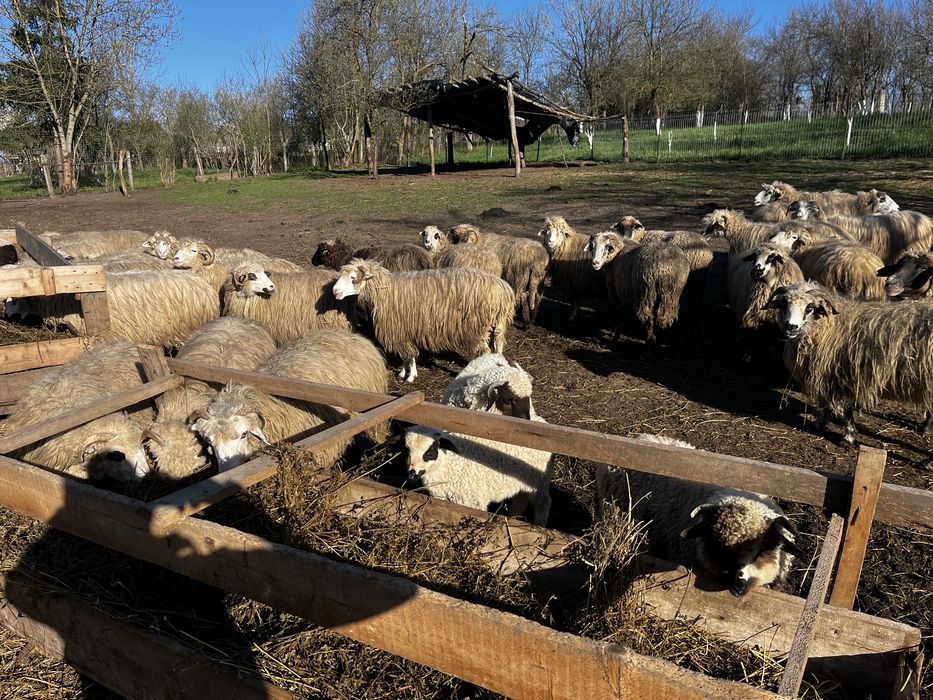 Vand miei pentru Paste