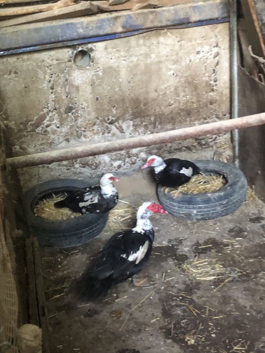 Indoutka .индоутка sotiladi