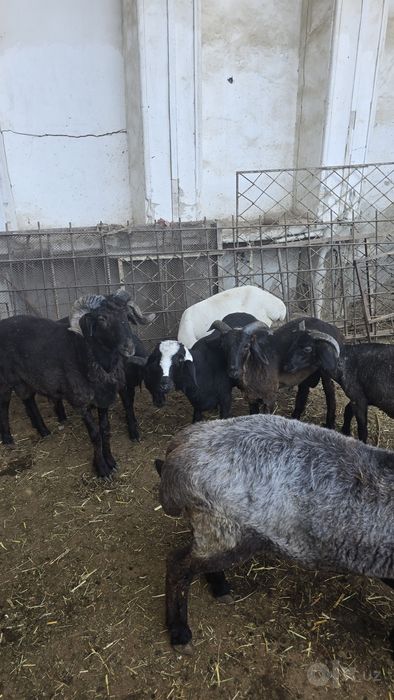Qo'ylar sotiladi