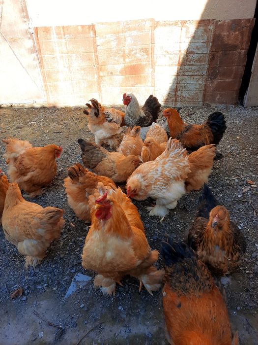 Брама тухумлари бор