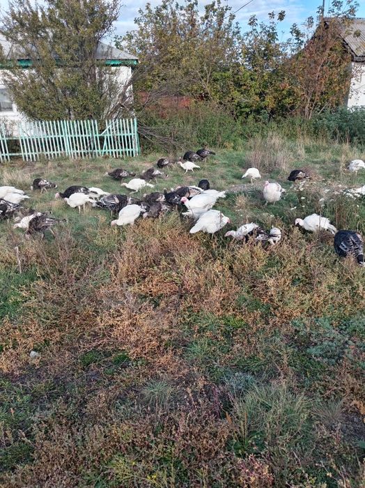 Продам индюков домашних
