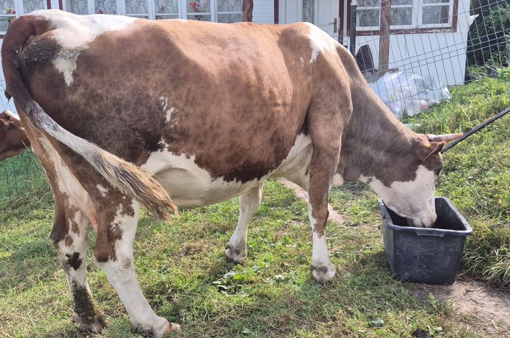 Vand vaca balțată