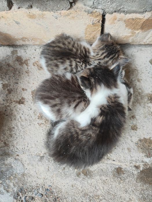 Mushuk hadiya. Onasi va bolalari