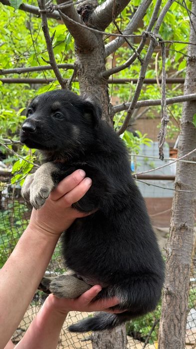 Щенки восточно европейской овчарки