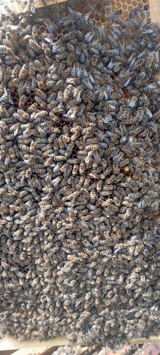 Асалари сотилади karpat