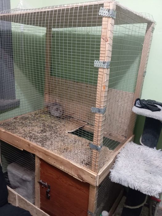 Продам шиншилл, мальчик-девочка-потомство