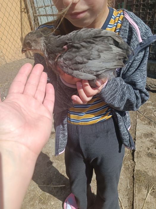 Pui de rasa araucana și ameraucana