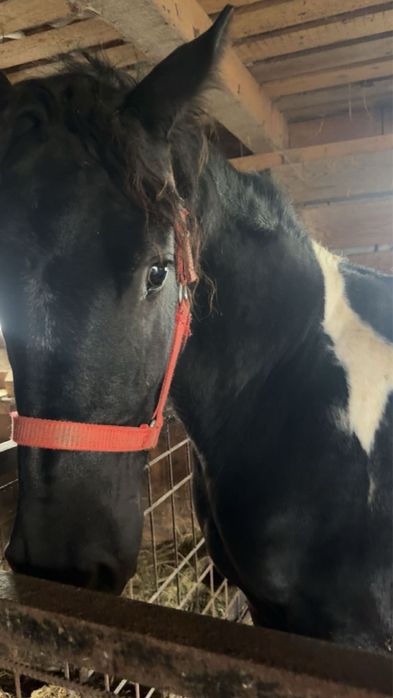 Vand manza pinto pentru detalii sunati