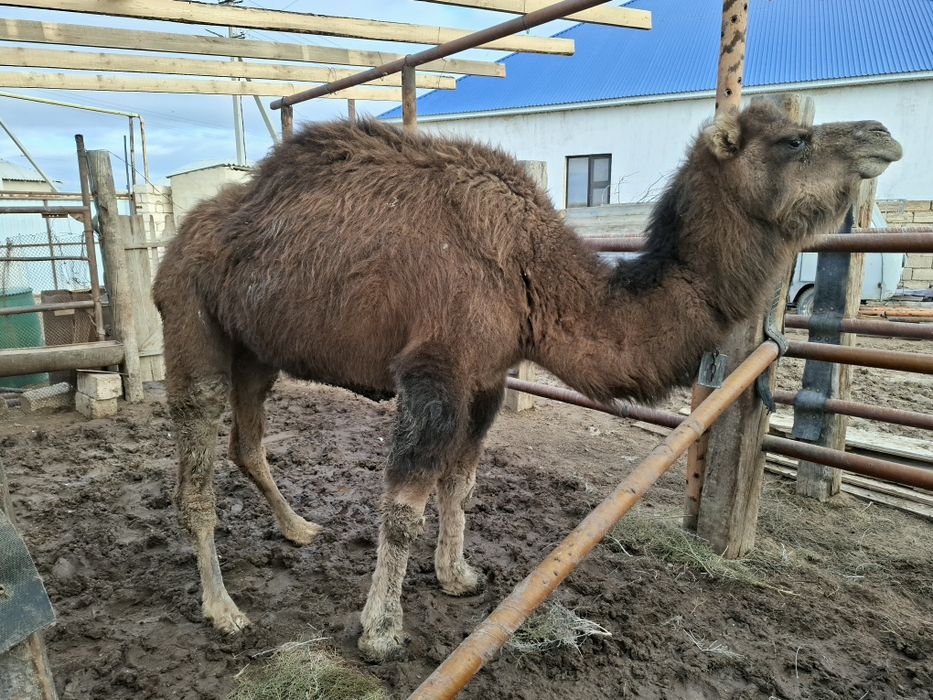 Жас қысыр түйе сатылады