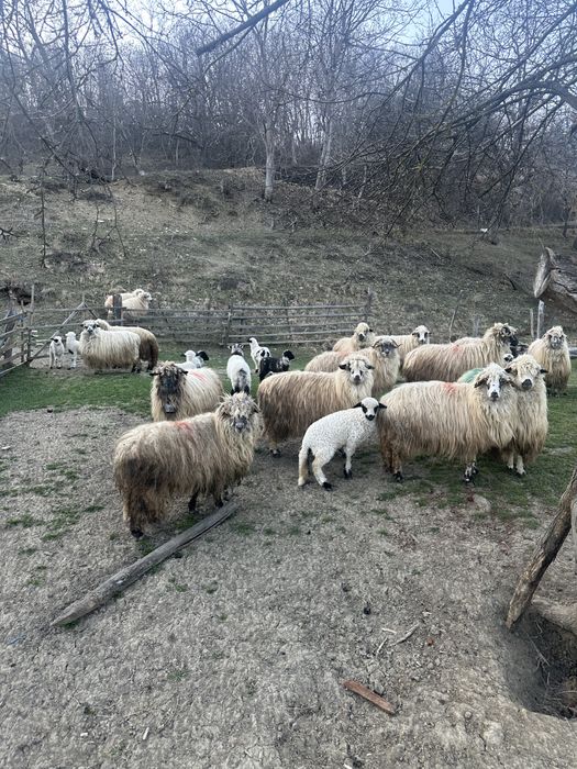 Vand  20 de oi cu 20 de miei