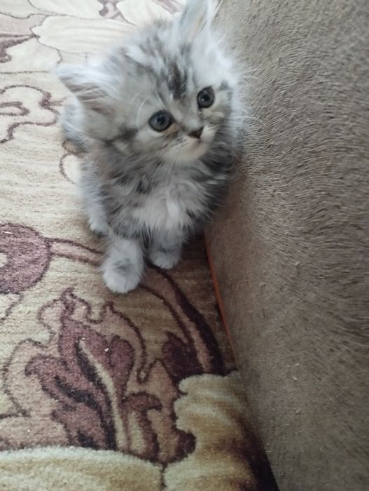 Продам шотландских котят