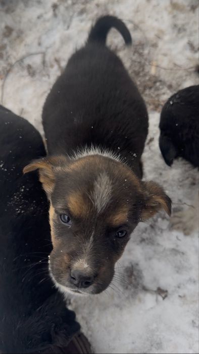 Ищем дом щенятам