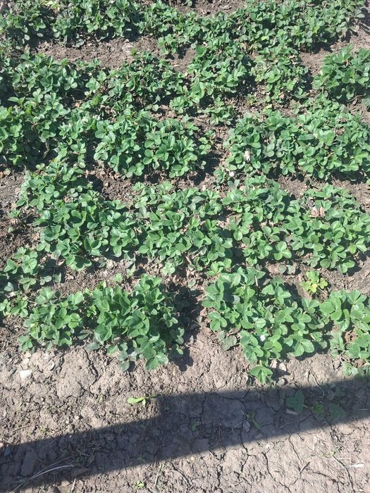 Клубника  многоразовая