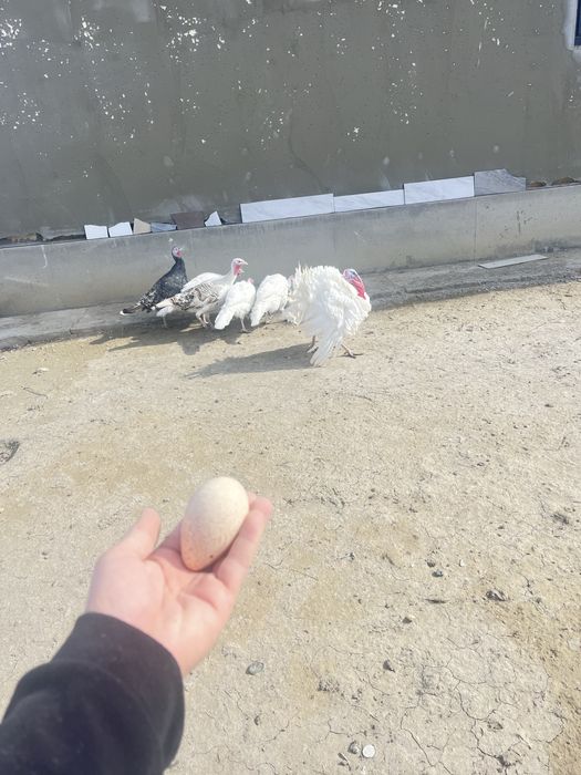 Индук жумырткасы инкубатор