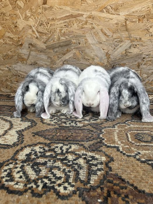 Iepuri berbec german