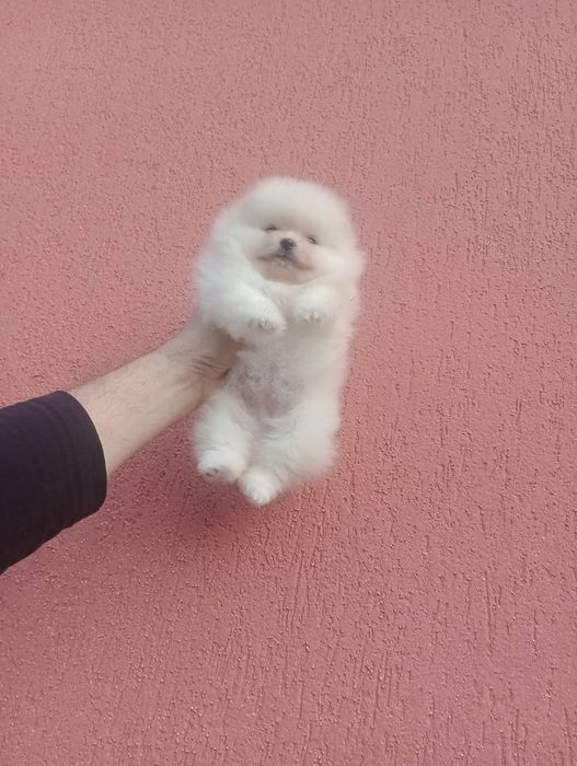 Женски Померан !