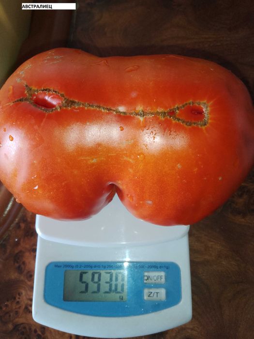 Семена за домати и други зеленчуци