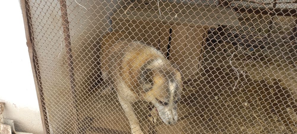 Алабай Арчи чистокровный