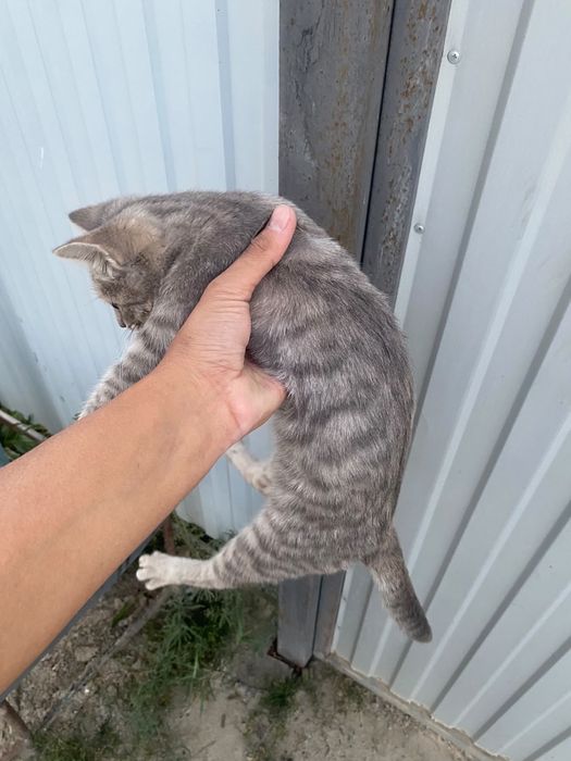 Котенок , девочка