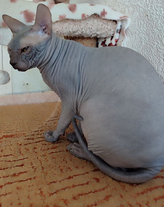 Сфинкс канадский, кот 7 месяцев