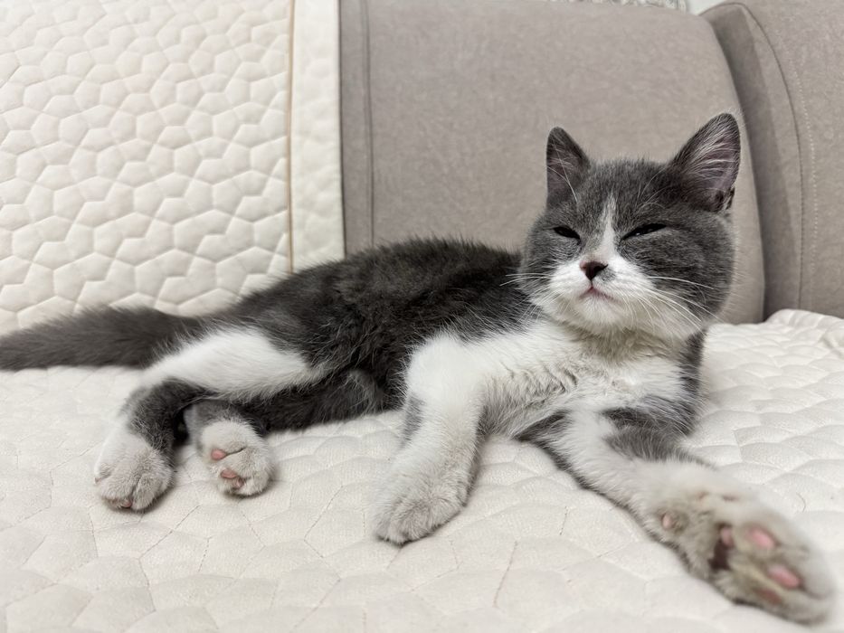 Британский котенок