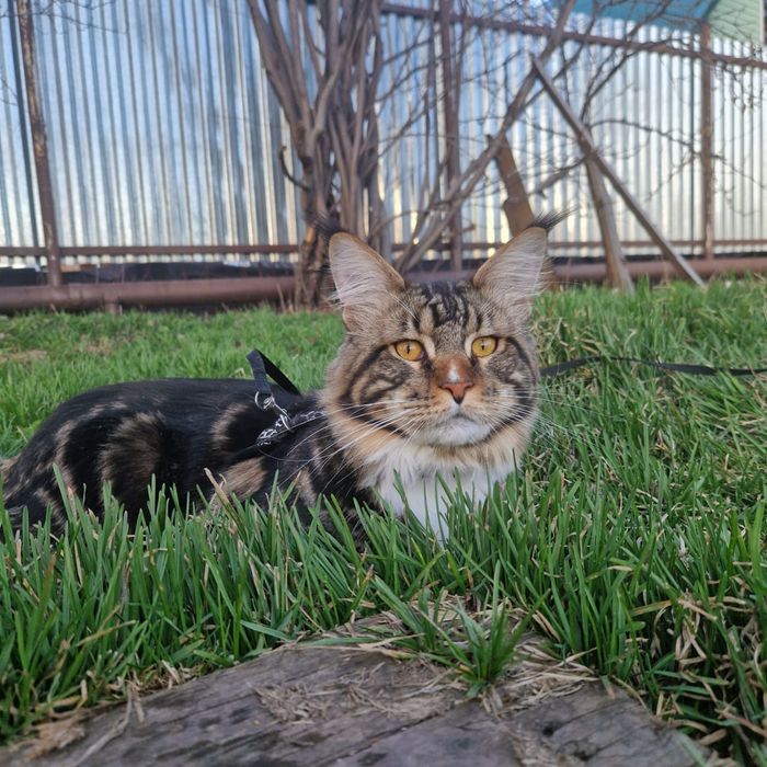 Бронирование котят Мейн кун