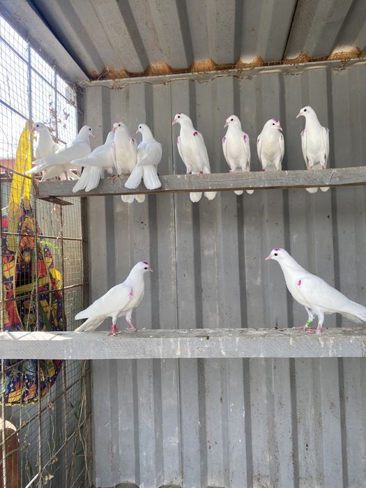 Голуби широкахвостые.