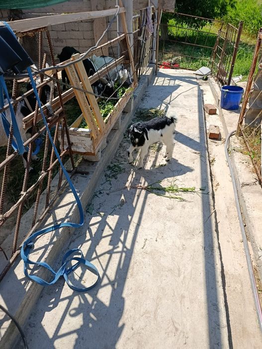 Продаётся коза с маленьким козлёнком в скобках козлёнок девочка