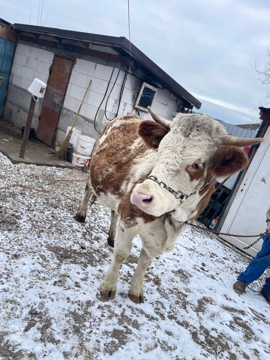 Jurinca de 2 ani jumate schimb cu vitei