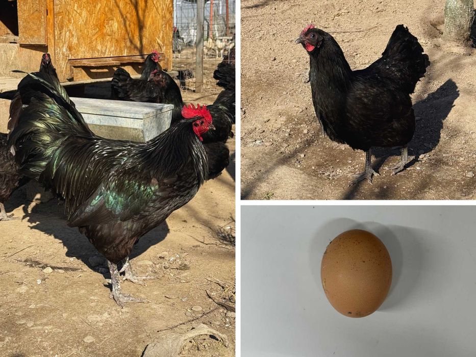 Vând ouă pentru incubat – diferite rase