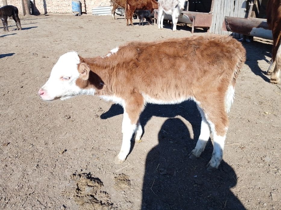 Кашар сатылады..