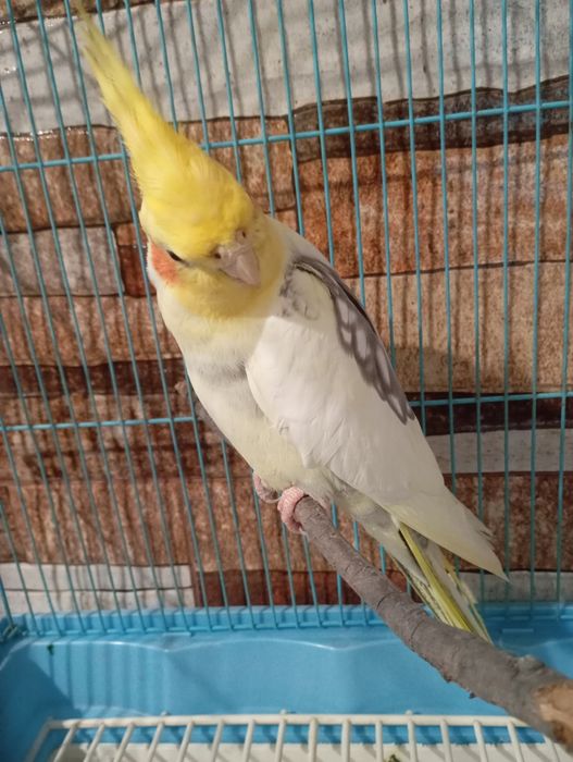 papagal nimfa mascul