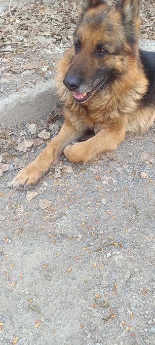 Найден овчар кобель