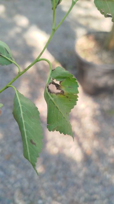 Dori sepish  Tajribali Agronom xizmati