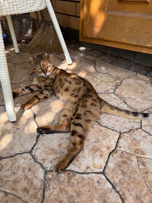 Шотландский кот, окрас бенгала