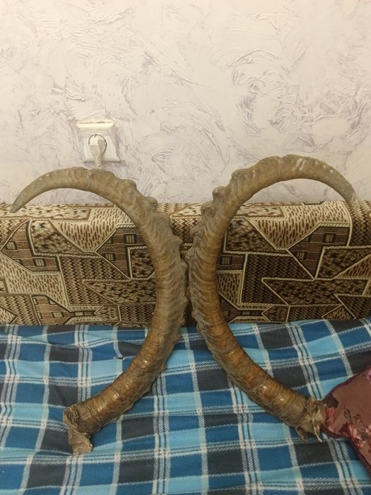 Рога горного барана, архар