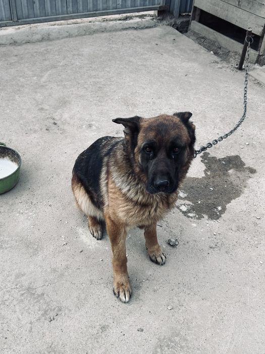 Продаю немецкую овчарку