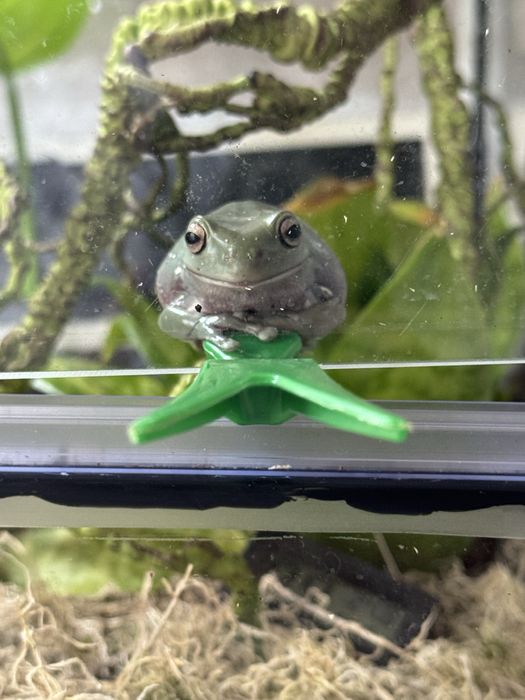 Продам австралийская квашка