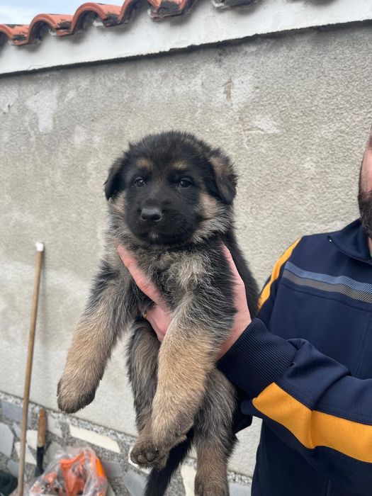 Чистокръвни немски овчарки