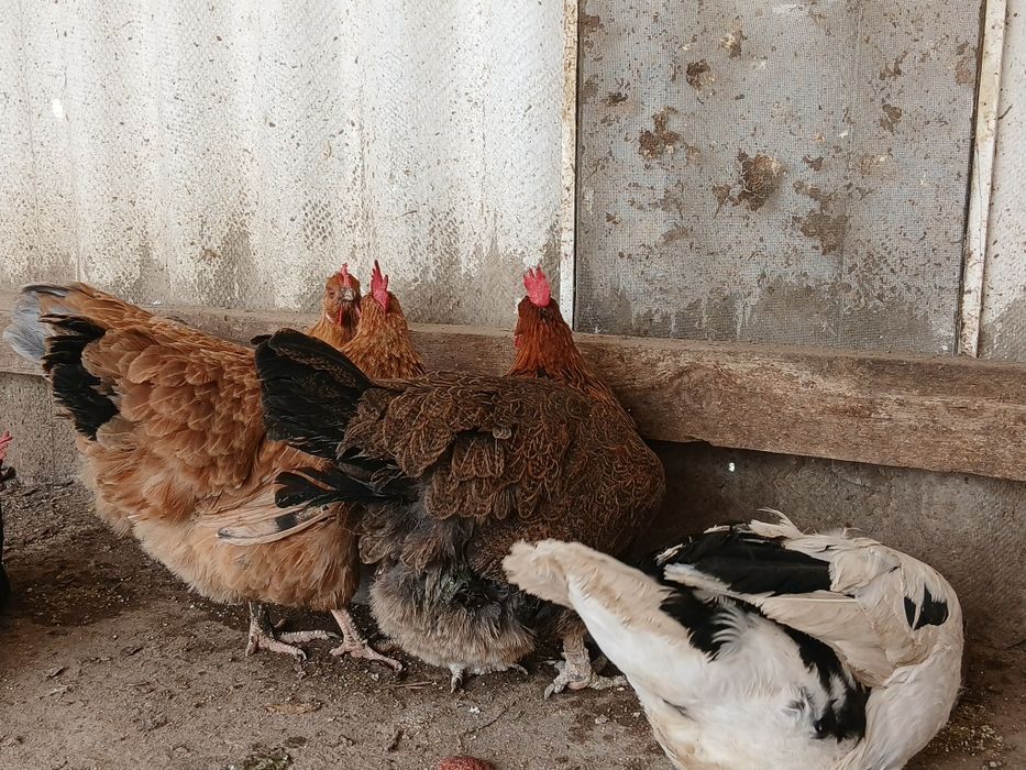 Куры тауықтар сатылады