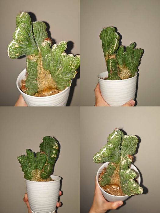 Сансеверия, кактус