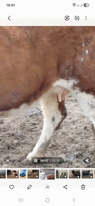 Бузаулы сиыр сатылады