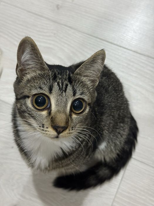 Кошечка в хорошие руки