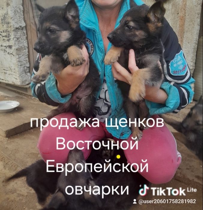 Срочно продам щенков